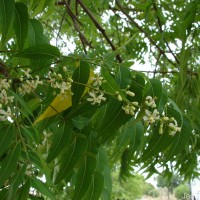 Azadirachta indica A.Juss.